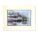 Cherry Blossoms at the Tidal Basin with Inlet Bridge Matted Print