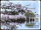 Cherry Blossoms at the Tidal Basin with Inlet Bridge Matted Print