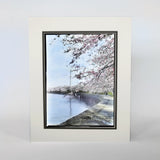 Cherry Blossoms at the Tidal Basin with Washington Monument Matted Print