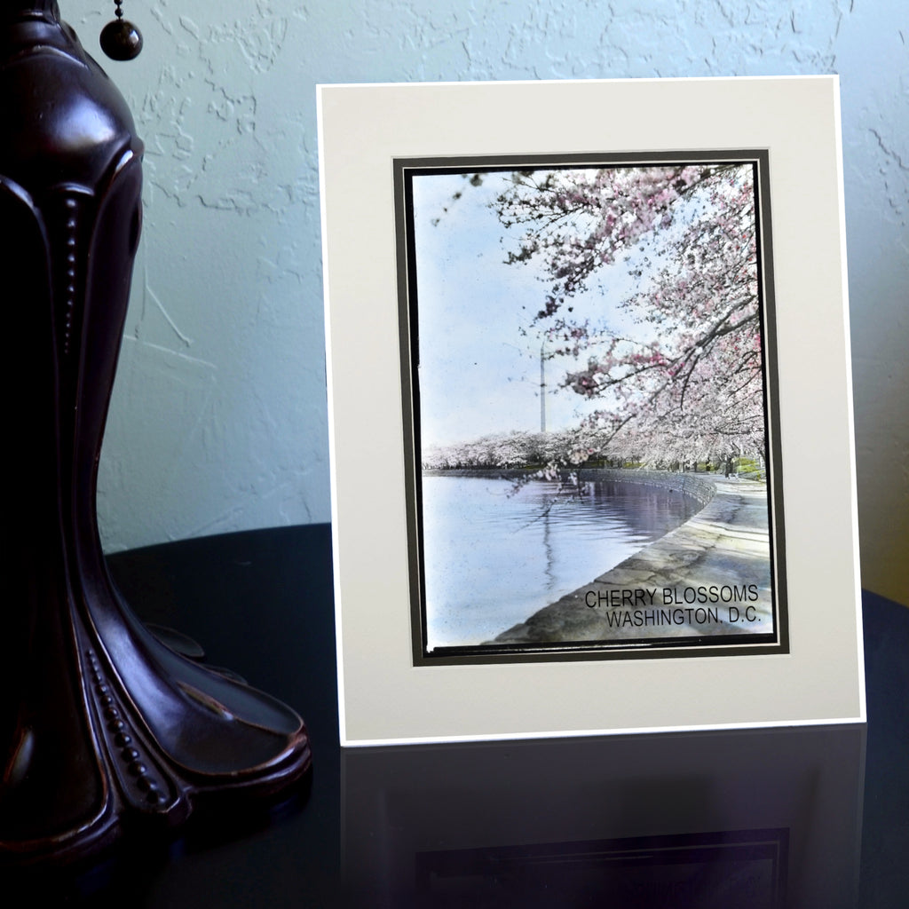 Cherry Blossoms at the Tidal Basin with Washington Monument Matted Print