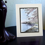 Cherry Blossoms at the Tidal Basin with Washington Monument Matted Print