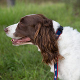 6 Foot Dog Leash: North Star on Red Webbing