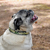 Coast Guard Dog Collar