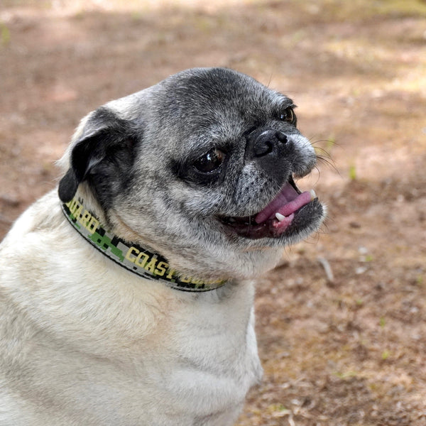 Coast Guard Dog Collar