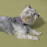 Small Narrow Dog Collar: Anchors Aweigh