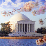 Jefferson Memorial Cherry Blossom Matted Print