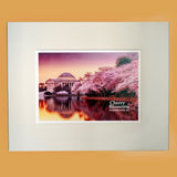 Cherry Blossoms Matted Print