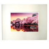Cherry Blossoms Matted Print