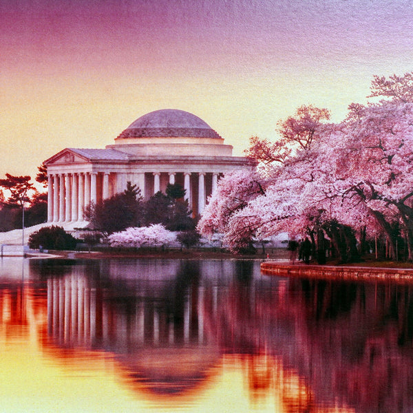 Cherry Blossoms Matted Print – National Archives Store