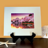 Cherry Blossoms Matted Print