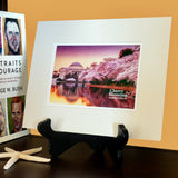 Cherry Blossoms Matted Print