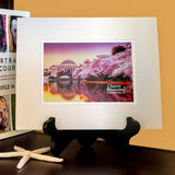Cherry Blossoms Matted Print