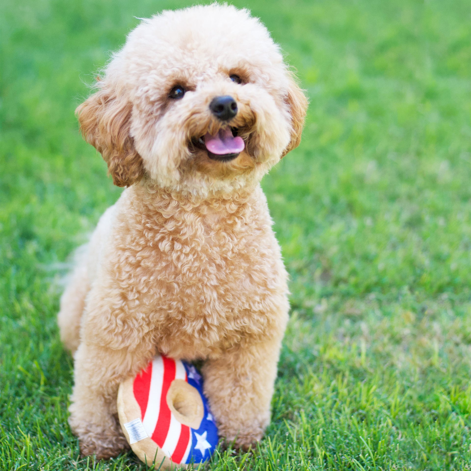 USA Donut Dog Toy