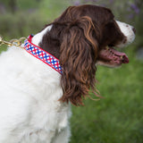 Medium Dog Collar: Parker