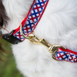 Medium Dog Collar: Parker