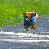 U.S. Flag Dog Sweater