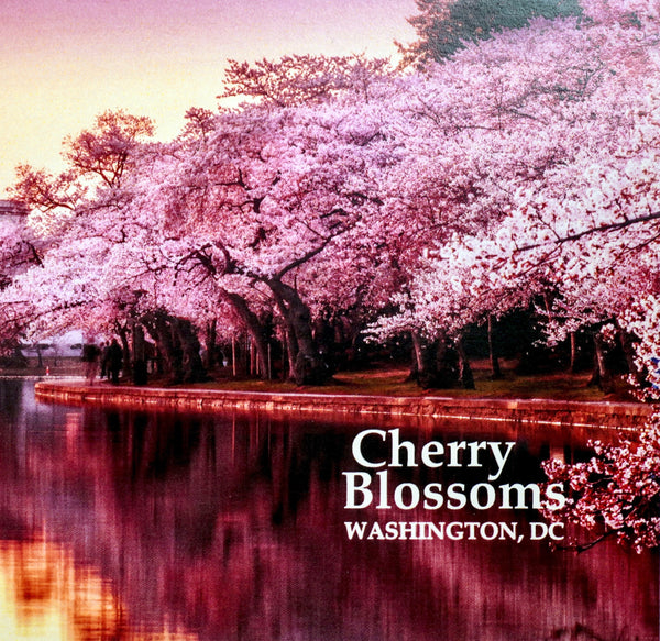 Cherry Blossoms Matted Print