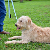 National Archives Heavy Duty Pet Leash